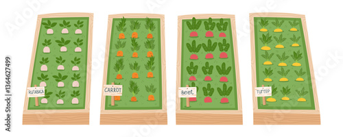 Gardening concept cliparts with growing root vegetables. Garden seedbeds with plants. Spring and gardening concept. Vector hand drawn background.