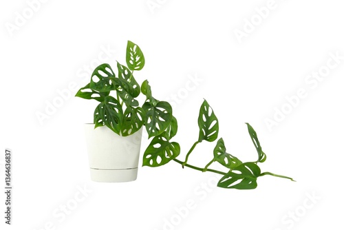 plant in a pot