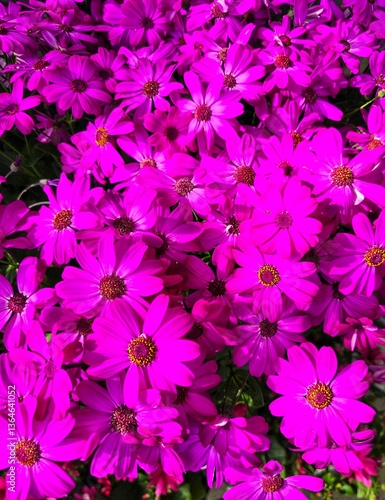 Springtime vibes with Pericallis blooming in bright magenta.