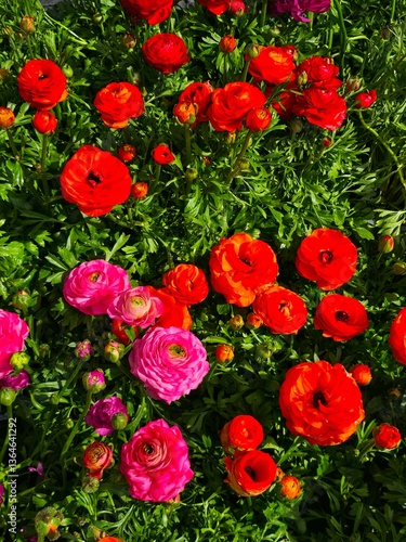 Persian Buttercups in a bright assortment of spring colors.