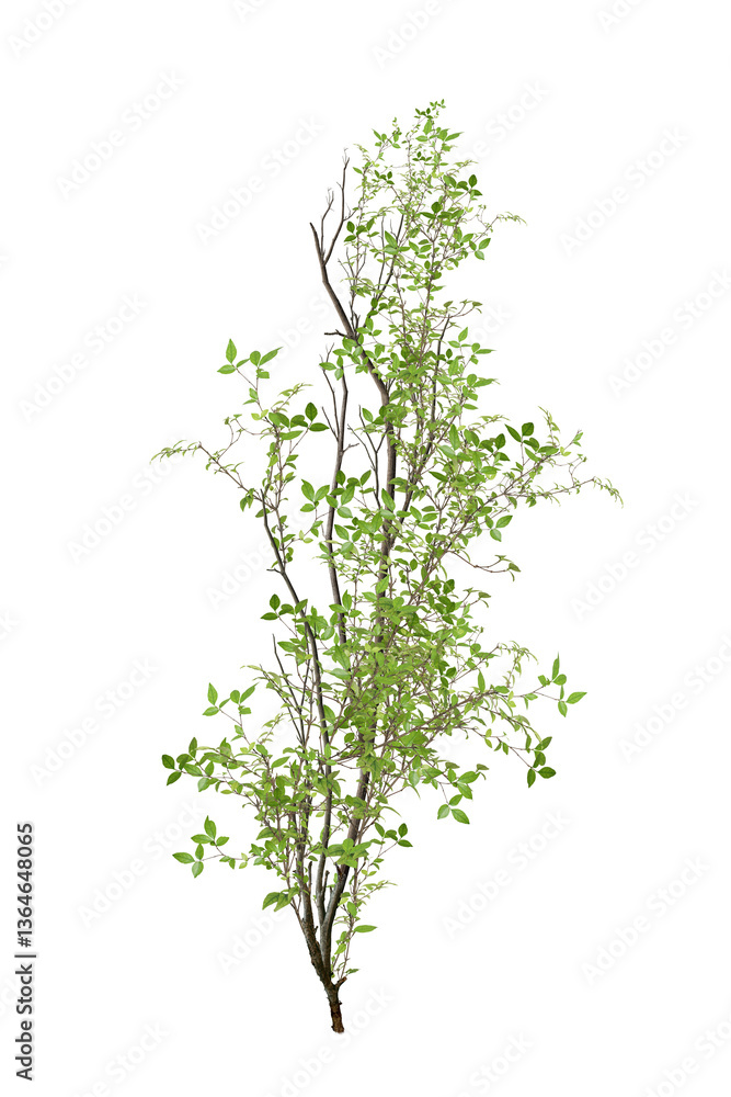 tree isolated on white background tree isolated on white background