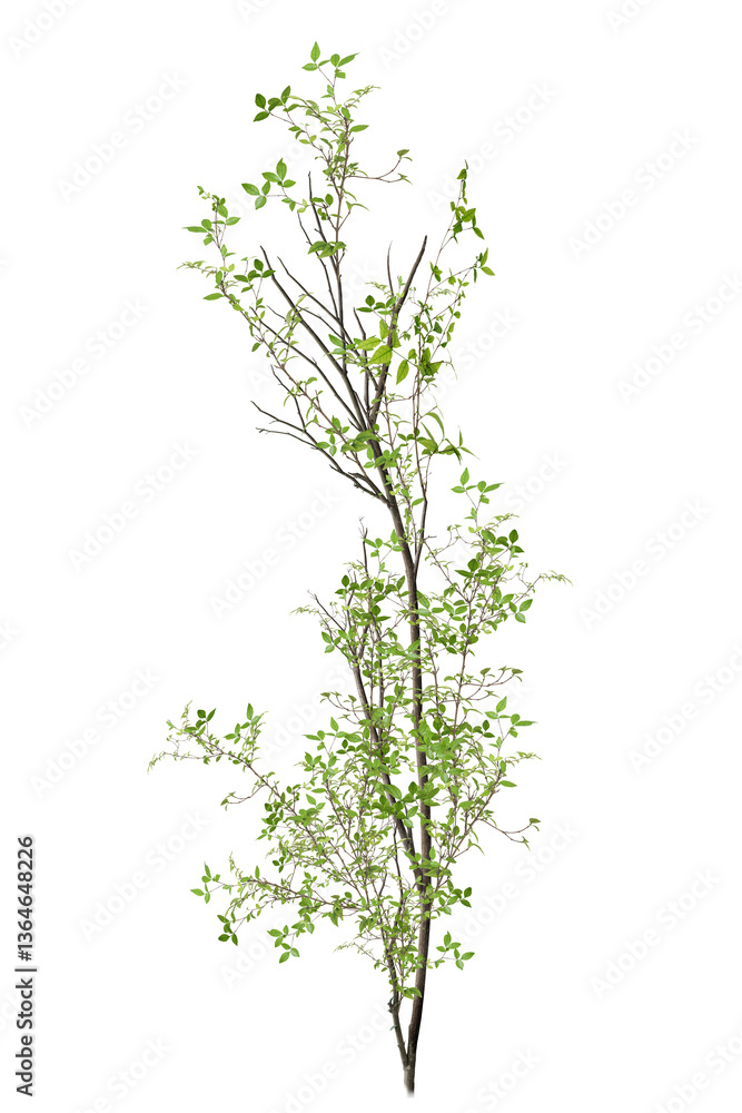 Obraz premium tree isolated on white background