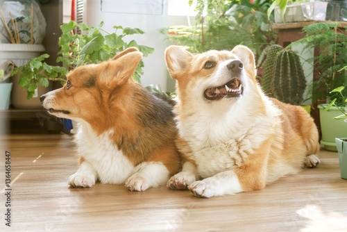 Two adorable and fluffy corgi dogs peacefully lying side by side on a warm wooden floor indoors.
