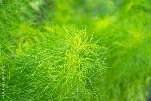 The plant Asparagus racemosus can be grown in a vegetable and herb garden. It can also be cultivated for decorative purposes in the garden.