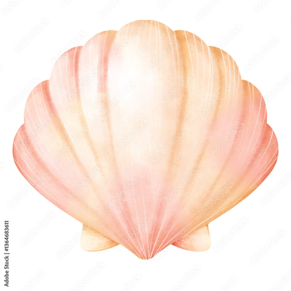 Watercolor Illustration of a Seashell Watercolor Illustration of a Seashell