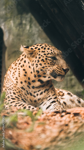 A Persian Leopard in a Zoo
