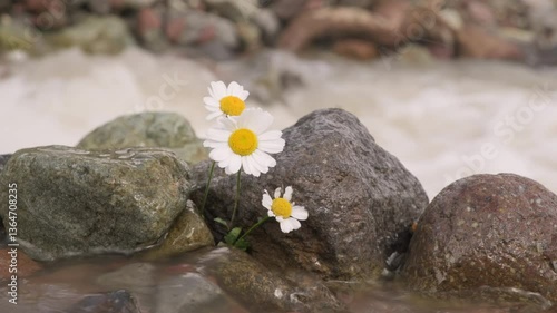 White daisy growing in stones on background of river stream in mountain valley.