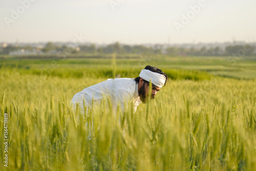 Obraz na plátně A hardworking Pakistani Indian farmer wearing traditional white clothing and a turban examines the wheat crop in a lush green field