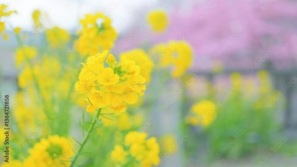 Brightly colored rape blossoms, spring plants Brightly colored rape blossoms, spring plants