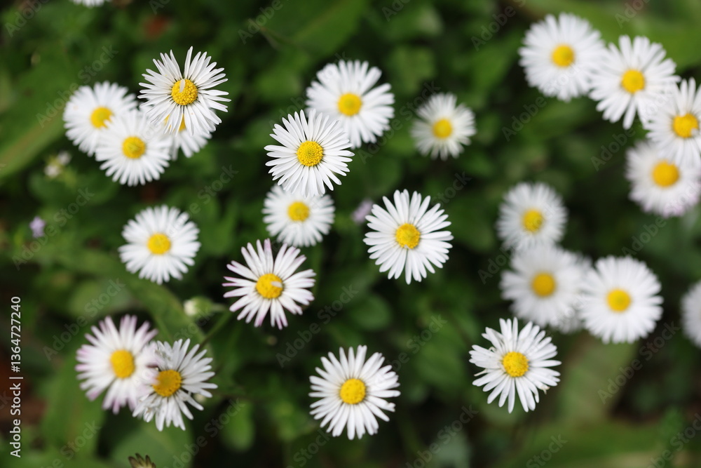 close up of wild daisy flowers in the field close up of wild daisy flowers in the field