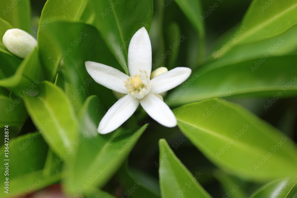 close up of orange blossoms in spring close up of orange blossoms in spring