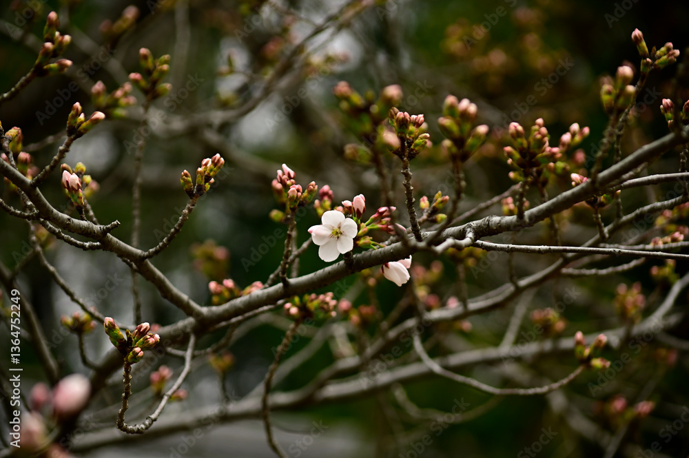 咲初めの桜 咲初めの桜