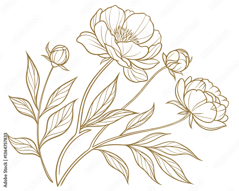 Elegant peony flower line art illustration on white background, botanical drawing. Elegant peony flower line art illustration on white background, botanical drawing.