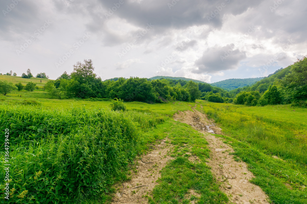 dirt road through forested countryside. lush woodland. beautiful summer rural landscape in mountains. adventure in nature scenery before the storm. dramatic weather