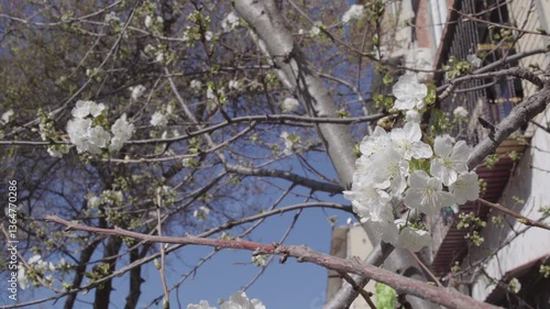 Blossoming Trees – Spring Awakens in the City