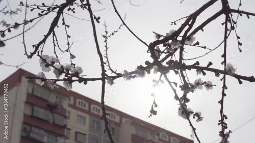 Blooming Trees in Spring – Nature Meets the City