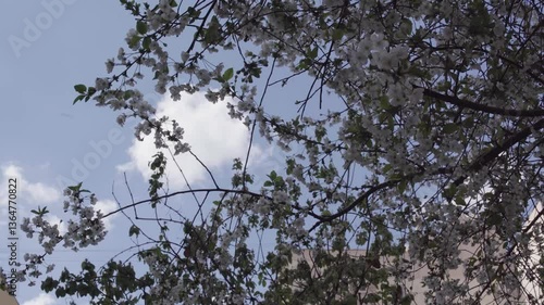  City in Bloom – Spring Blossoms and Urban Landscape