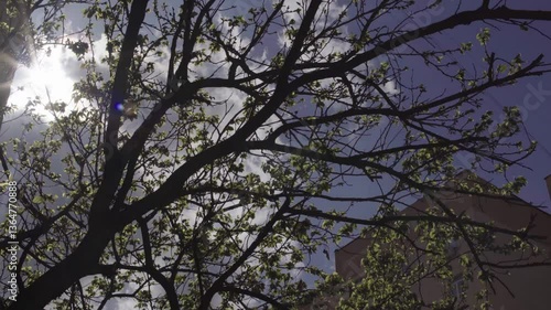 Spring Blossoms – Nature Flourishes in the City