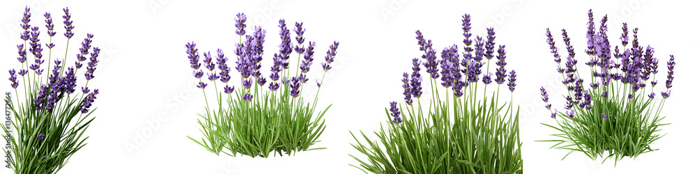 Naklejka premium Lush fragrant lavender plants with vibrant purple blooms growing in a serene natural outdoor setting