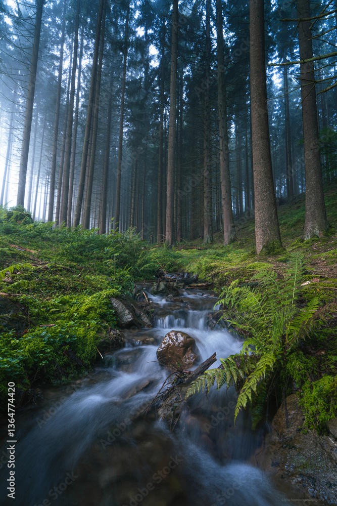 Obraz premium Bach im Wald