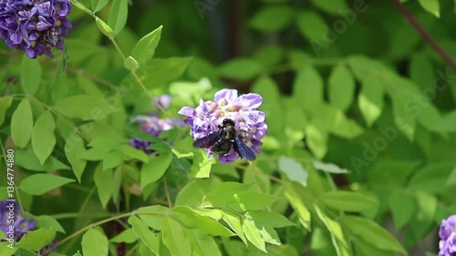 Solitary bee, Violet Carpenter bee Xylocopa violacea is collecting pollen on a wisteria for its offspring in nest.	