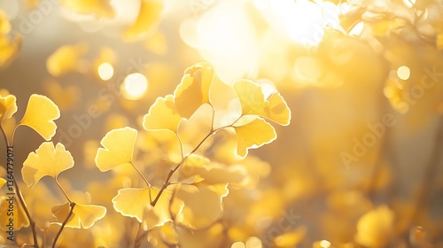  The bright, golden leaves of a ginkgo tree glowing softly in the early morning sunlight, creating a warm and serene scene. 