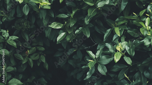 Dark Foliage Background With Rich Green Leaves