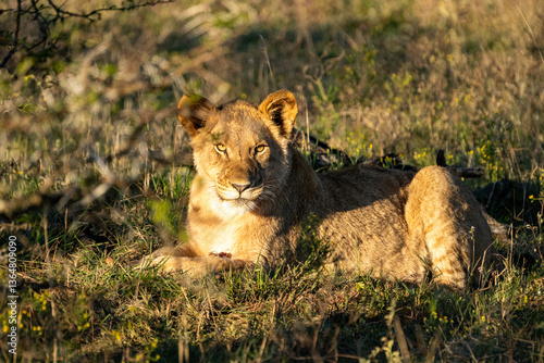 lioness in the grass