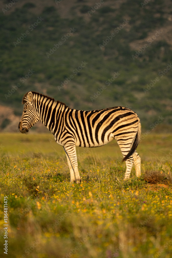 Naklejka premium zebra in the savannah