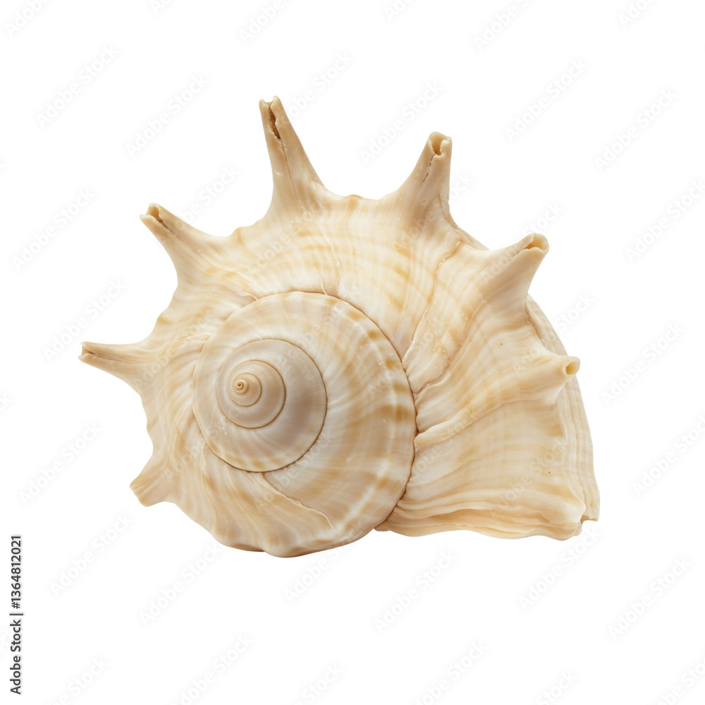 Seashell with spiral structure, isolated on transparent Seashell with spiral structure, isolated on transparent