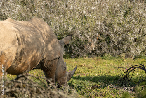 rhino in the grass