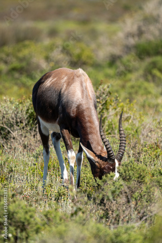 antelope in the wild