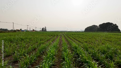 Vast agricultural field under hazy sky showcases lush green crops, creating serene landscape with distant hills and utility poles, embodying tranquility of rural life.