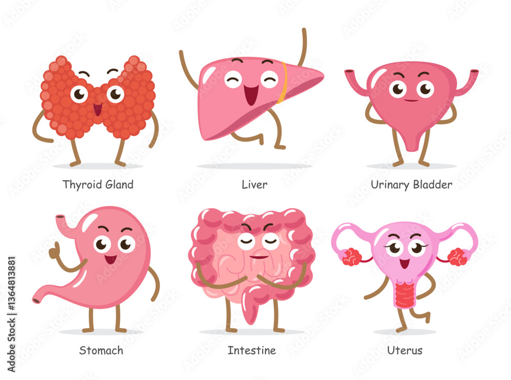 Obraz premium Human internal organs . Set of funny medical cartoon characters . Include thyroid gland, liver, urinary bladder, stomach, intestine, uterus . Isolated white background . Vector .