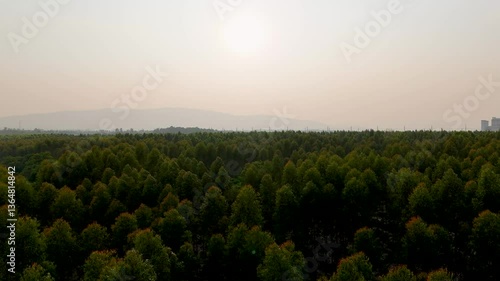 Aerial view of serene green forest landscape at sunset, showcasing hazy skies and tranquil trees, evoking sense of natures beauty and peacefulness.
