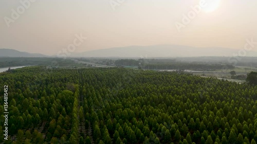 Aerial view of lush greenery and trees across landscape, where highway winds through forest, with mountains in background, evoking tranquility and deep connection to nature.