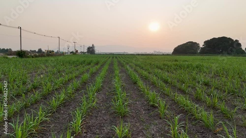 Tranquil Landscape at Sunset Vibrant Green Crops and Fields Under Hazy Sky, Embracing Rural Nature and Serenity of Horizon.