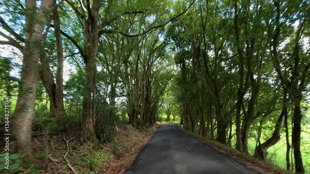 Scenic Drive Through Lush Forest Road in Queensland Scenic Drive Through Lush Forest Road in Queensland