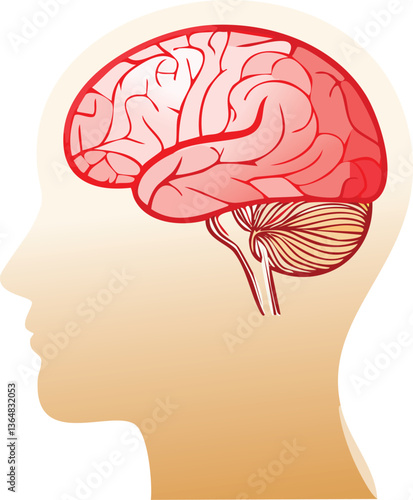 Simply illustrate anatomy head simple illustrations. 