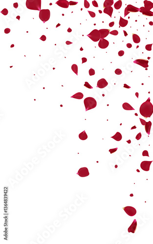 Pink Blossom Japan Vector White Background.