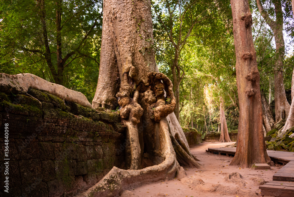 Naklejka premium Angkor ancient temple ruins with giant trees in Cambodia