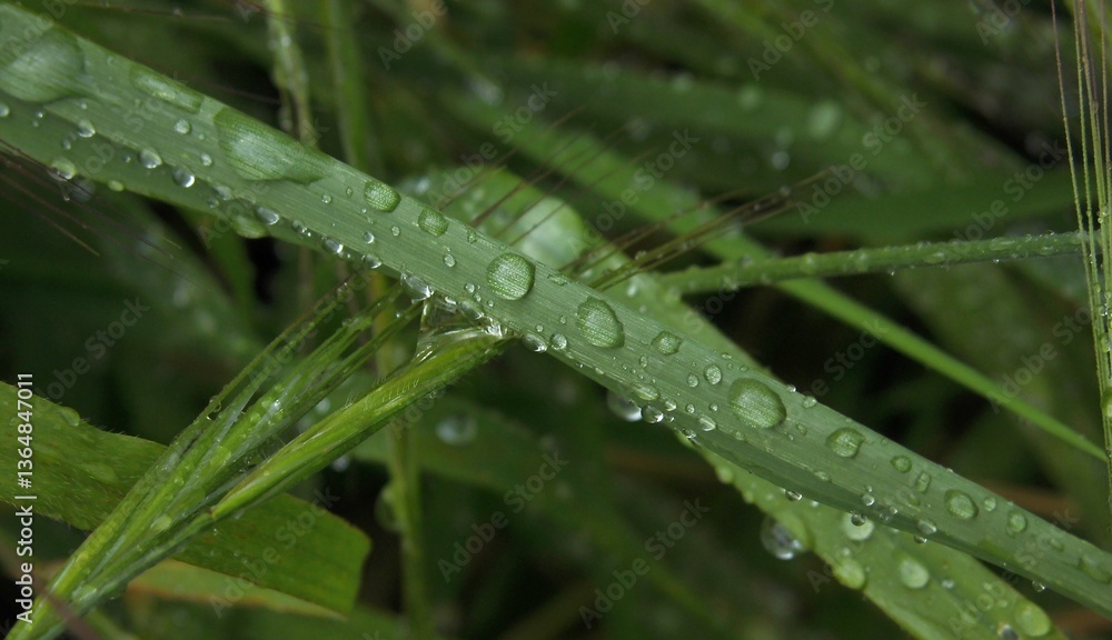 Blade of grass with water drops Blade of grass with water drops