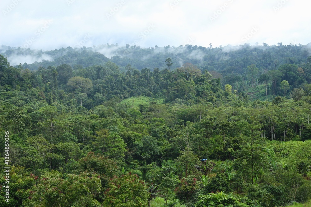 Tropical Forest at Meratus Mountain, Borneo Rainforest, Indonesia. Tropical Forest at Meratus Mountain, Borneo Rainforest, Indonesia.