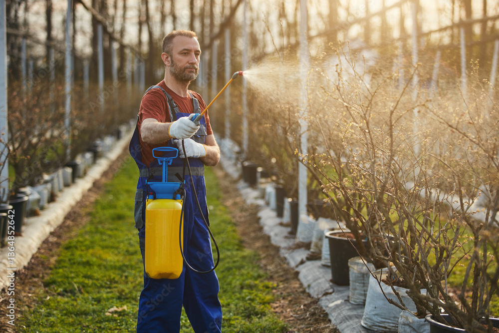 Farmer using pesticide, insecticide and herbicide sprayer sprinkler in an blueberries farm outdoors in springtime, before blooming.