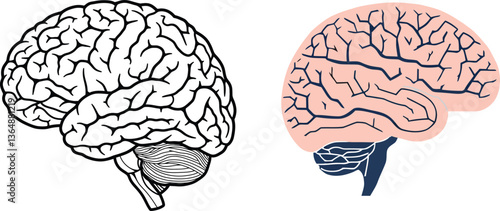 Vector illustration of a human brain sketch showing anatomy and intelligence concepts