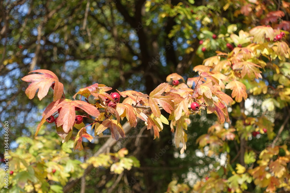 Branch of common hawthorn with autumnal foliage and red berries in mid October