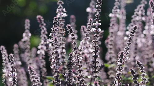 Beautiful white and purple flowers of Basil (Ocimum basilicum) herbs with bees and backlight bokeh in the english perennial herb cottage garden.	