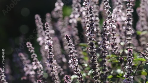 Beautiful white and purple flowers of Basil (Ocimum basilicum) herbs with bees and backlight bokeh in the english perennial herb cottage garden.	