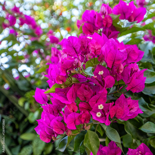 Vibrant purple bougainvillea flowers against a green background. Petals are papery thin, with stamens visible in the center. The background is soft and blurred, highlighting the texture of the flower.