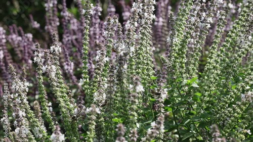 Beautiful white and purple flowers of Basil (Ocimum basilicum) herbs with bees and backlight bokeh in the english perennial herb cottage garden.	